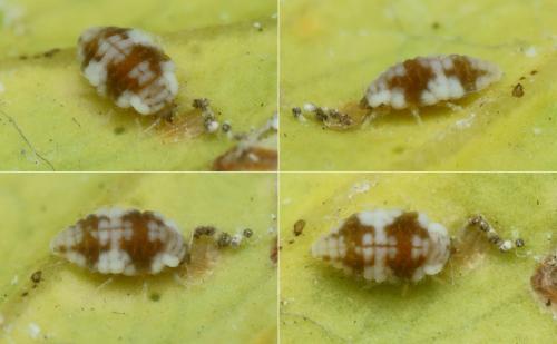 Réf. 215 512 : Semidalis aleyrodiformis